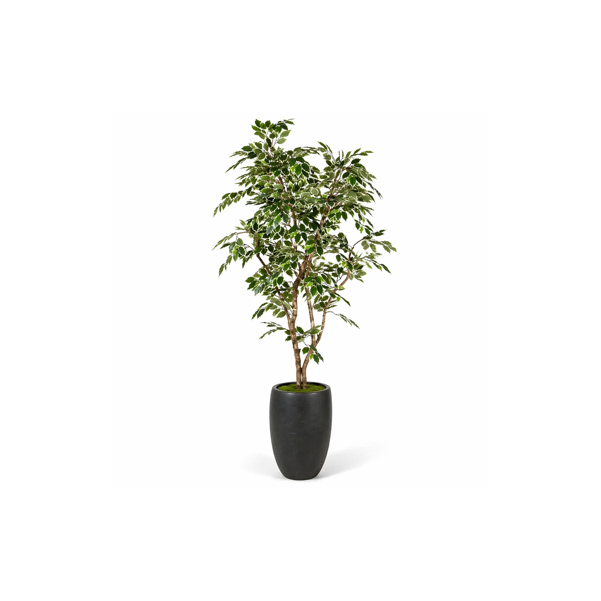  Ficus Luxe Seminaturale  Variegato  Tronco Mansanisi  New Garden H 180 cm it