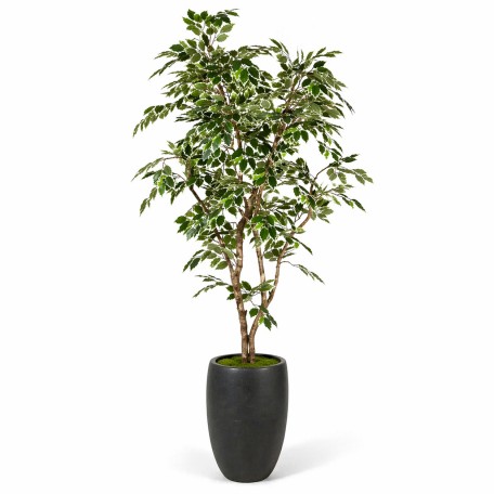 Ficus Luxe Seminaturale  Variegato  Tronco Mansanisi  New Garden H 180 cm it