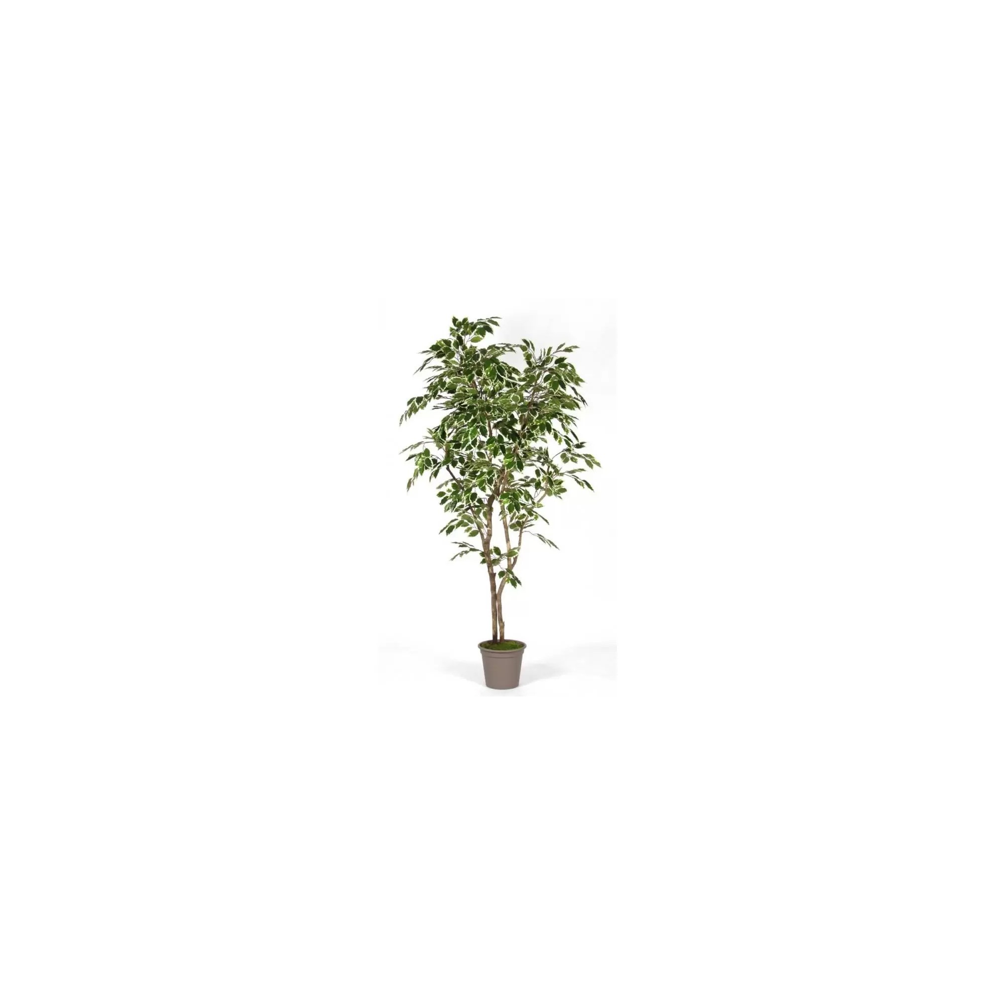  Ficus Luxe Seminaturale  Variegato  Tronco Mansanisi  New Garden H 180 cm