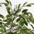Ficus Luxe Seminaturale  Variegato  Tronco Mansanisi  New Garden H 180 cm it