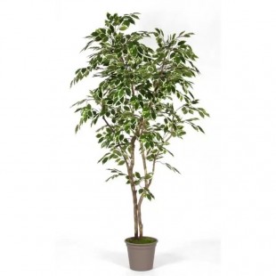 Ficus Luxe Seminaturale...