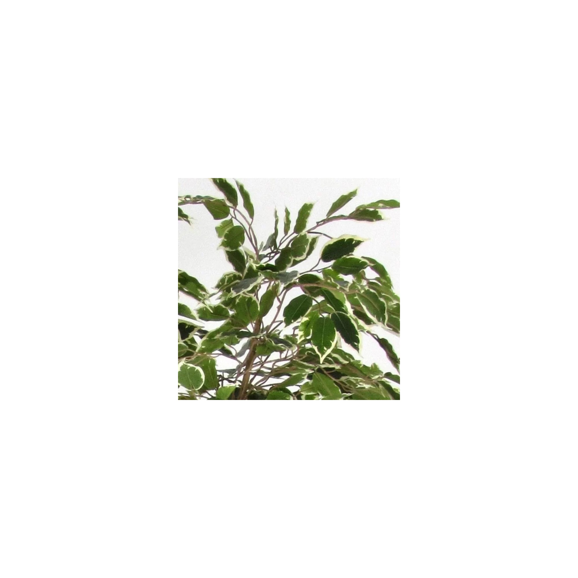  Ficus Luxe Seminaturale  Variegato  Tronco Mansanisi  New Garden H 210 cm