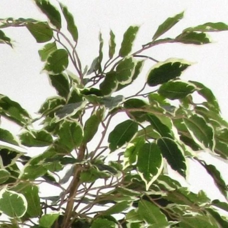 Ficus Luxe Seminaturale  Variegato  Tronco Mansanisi  New Garden H 210 cm