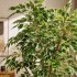 Ficus Luxe Seminaturale  Variegato  Tronco Mansanisi  New Garden H 210 cm