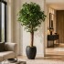 Ginkgo Biloba Seminaturale  Verde  Tronco Gigantea H175 cm