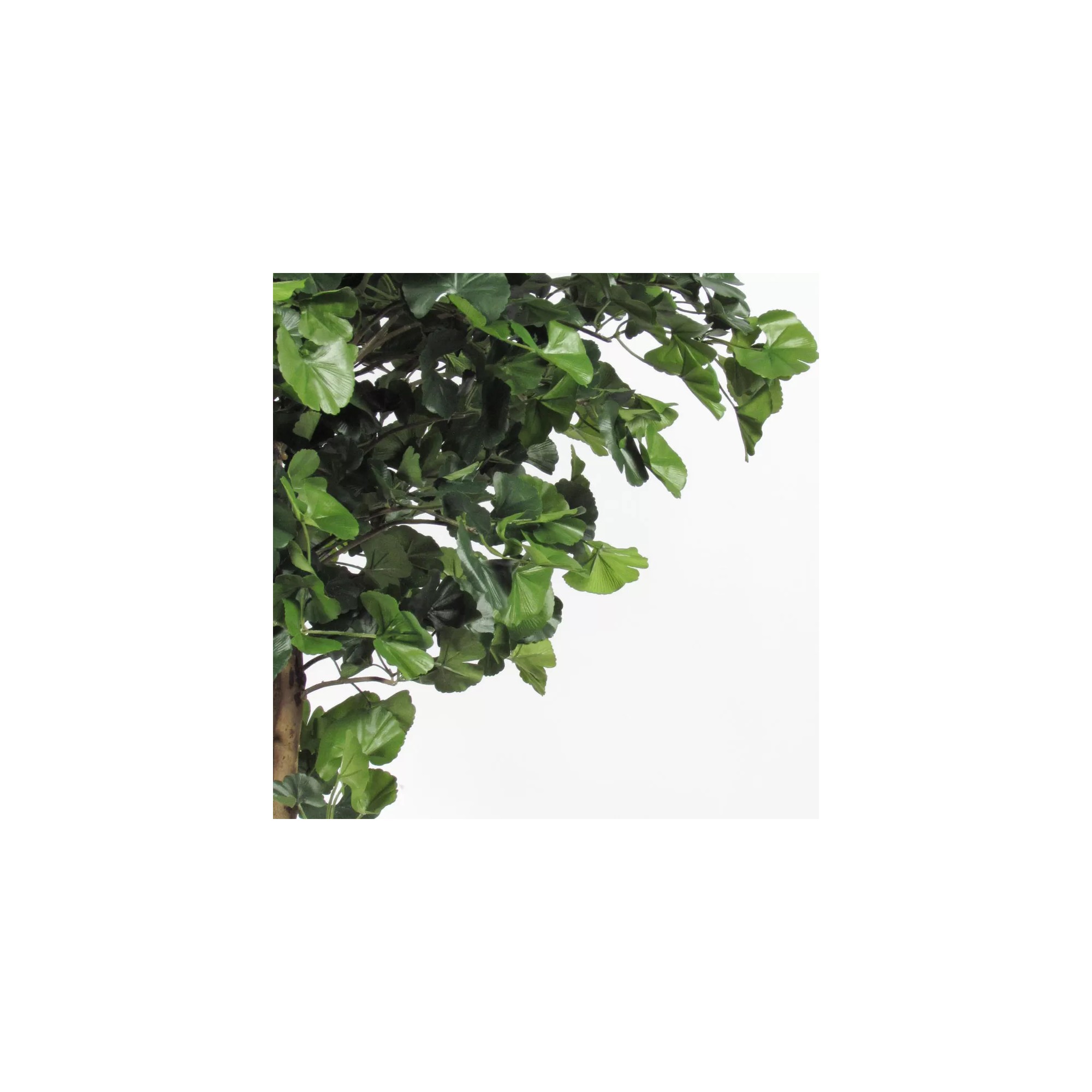  Ginkgo Biloba Seminaturale  Verde  Tronco Gigantea H175 cm