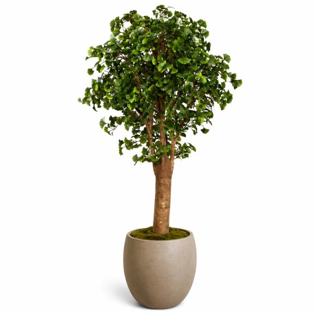 Ginkgo Biloba Seminaturale  Verde  Tronco Gigantea H175 cm
