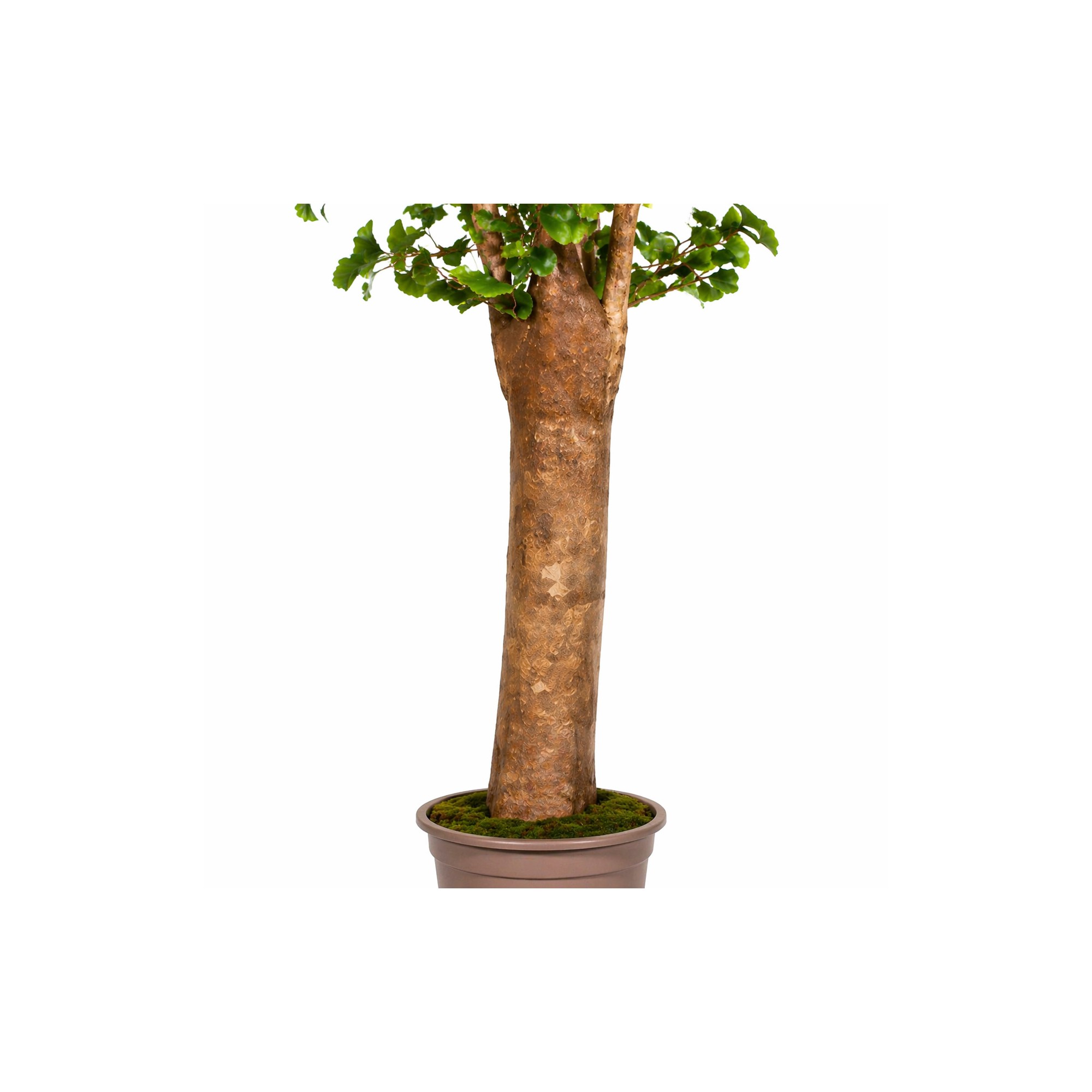  Ginkgo Biloba Seminaturale  Verde  Tronco Gigantea H 200 cm