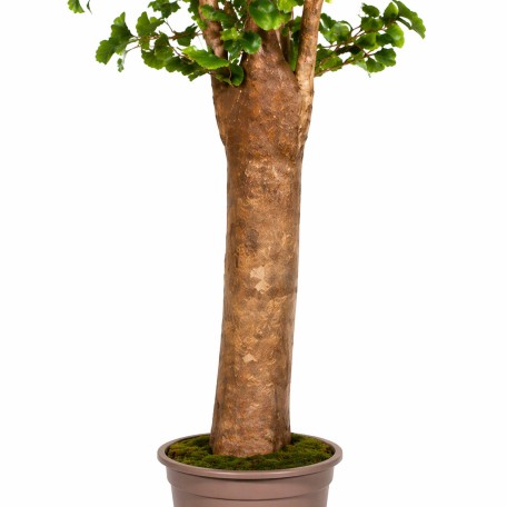 Ginkgo Biloba Seminaturale  Verde  Tronco Gigantea H 200 cm