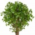 Ginkgo Biloba Seminaturale  Verde  Tronco Gigantea H 200 cm