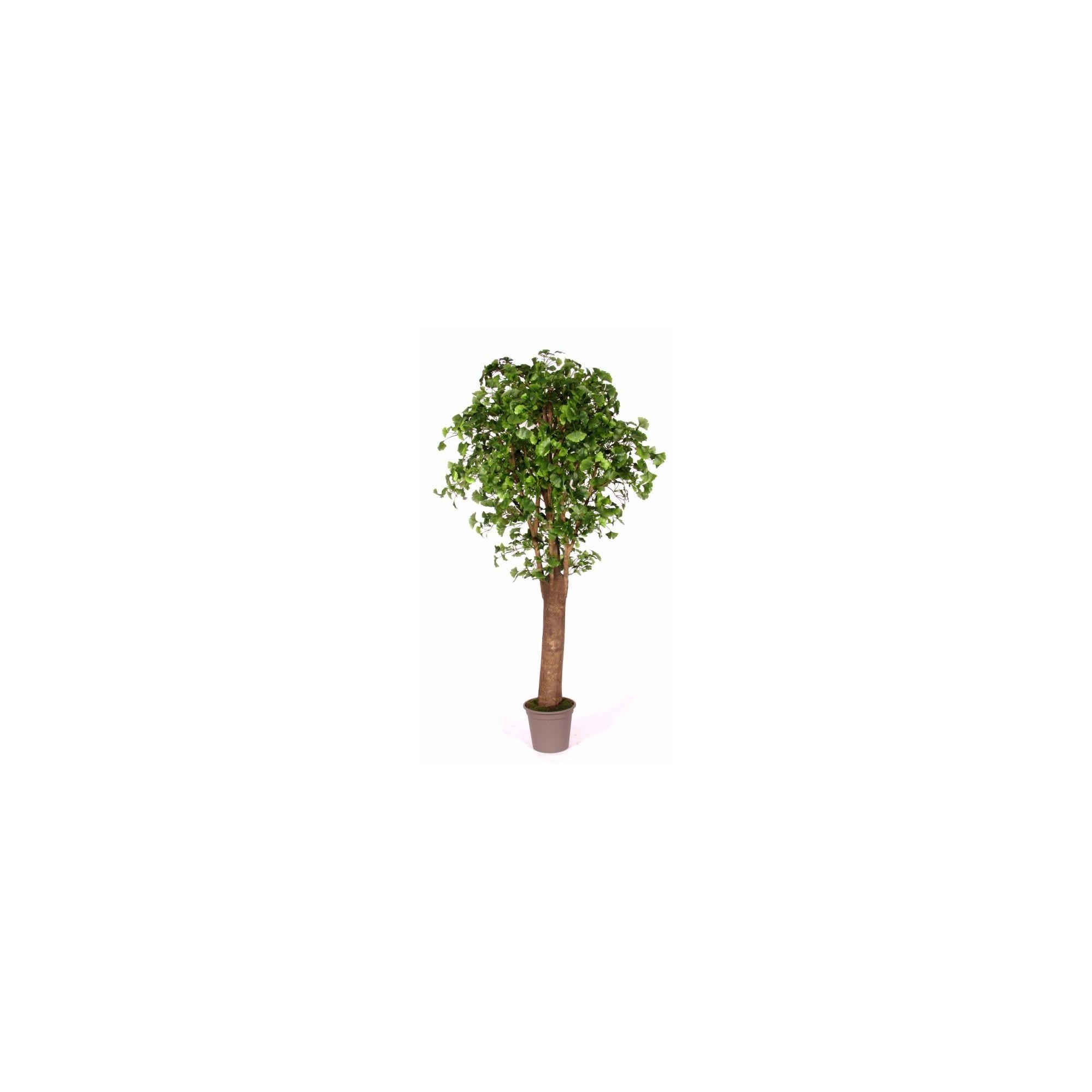  Ginkgo Biloba Seminaturale  Verde  Tronco Gigantea H 200 cm