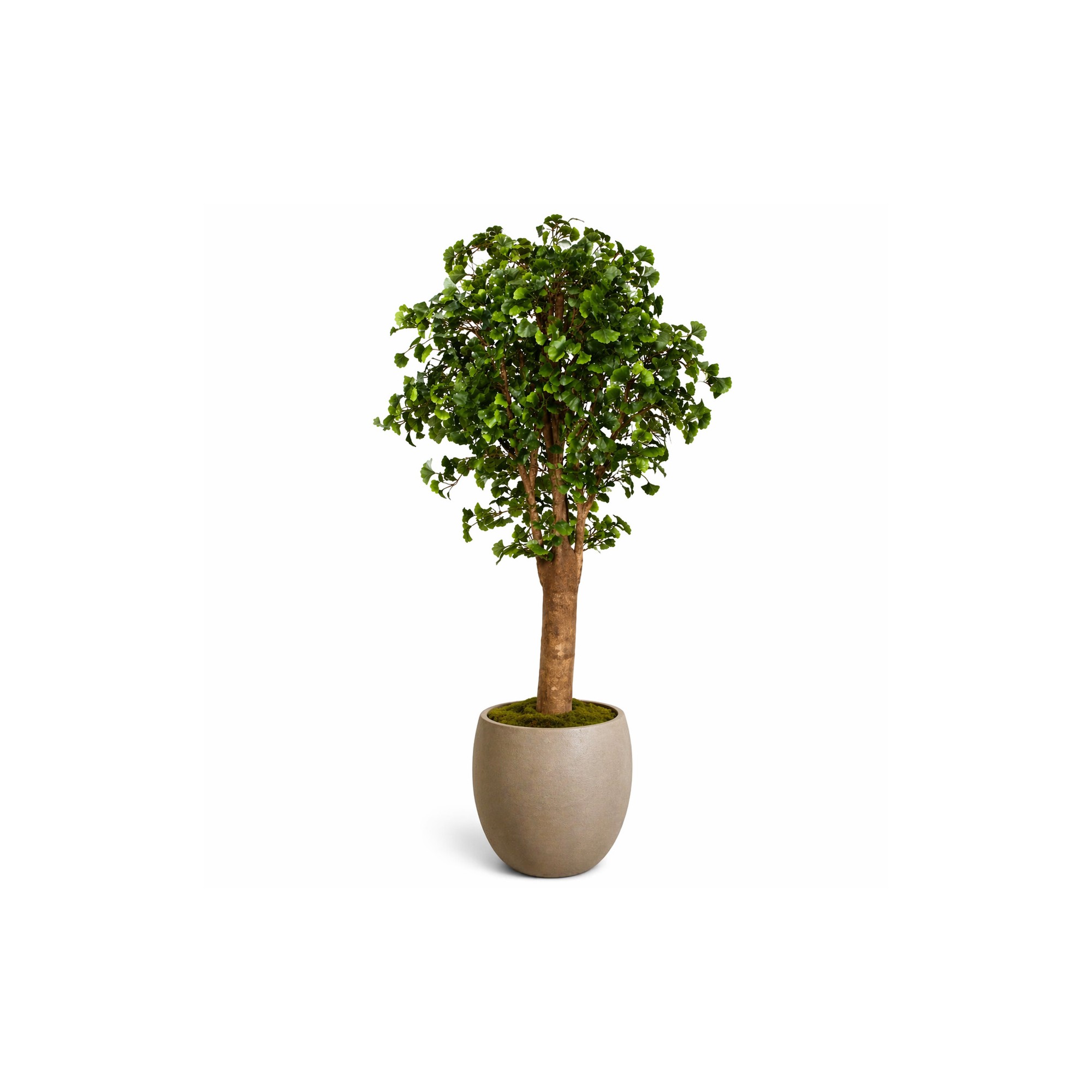  Ginkgo Biloba Seminaturale  Verde  Tronco Gigantea H 200 cm