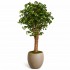 Ginkgo Biloba Seminaturale  Verde  Tronco Gigantea H 200 cm