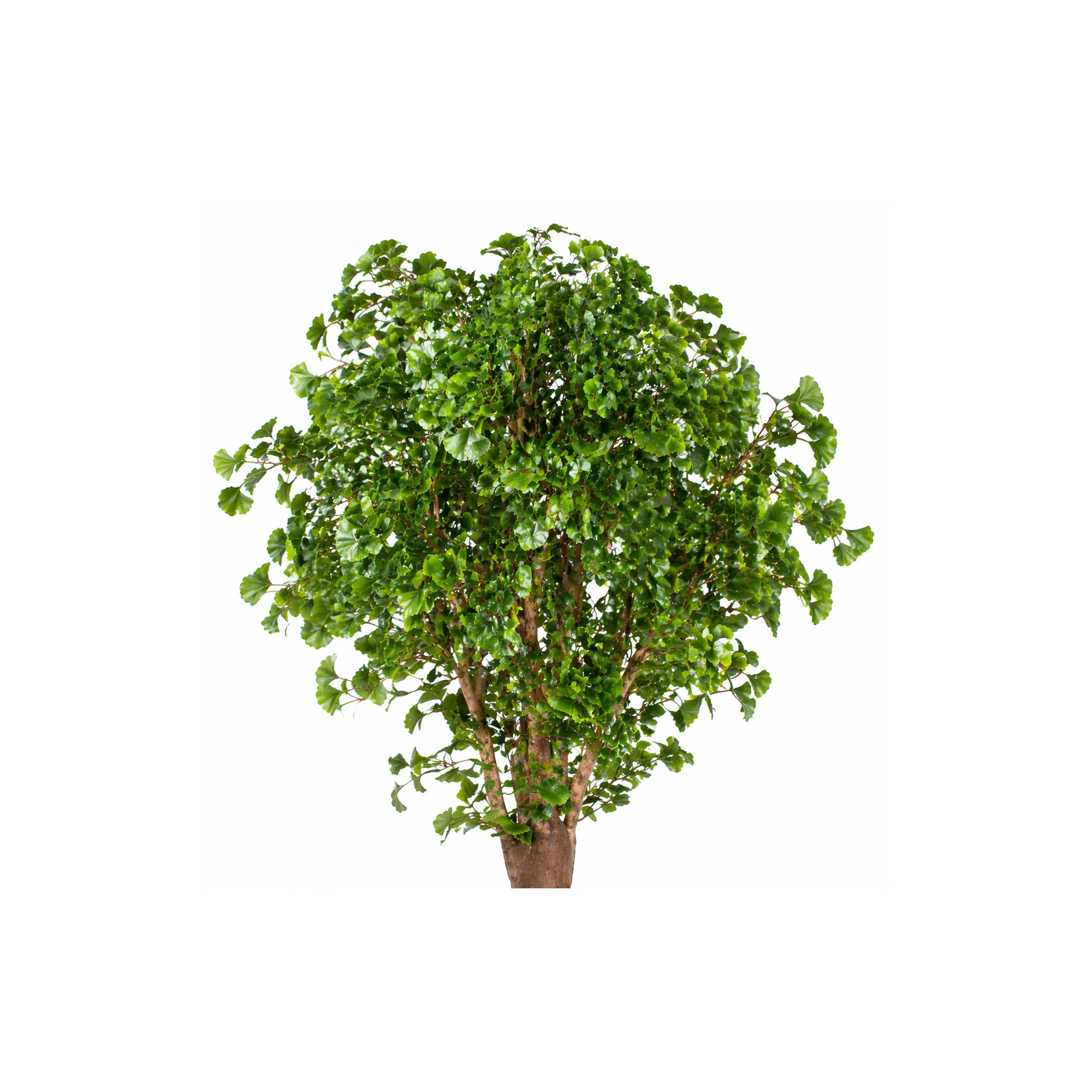  Ginkgo Biloba Seminaturale  Verde  Tronco Gigantea H 250 cm