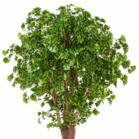 Ginkgo Biloba Seminaturale  Verde  Tronco Gigantea H 250 cm