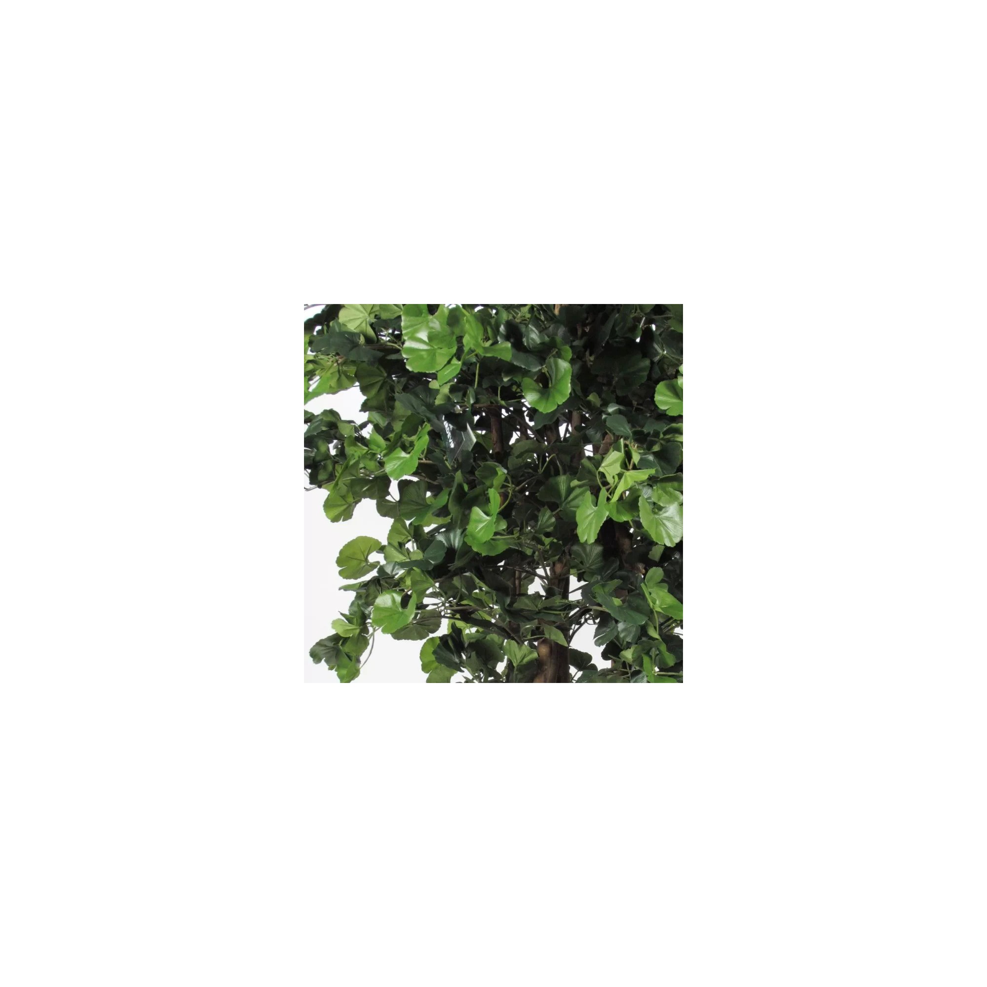  Ginkgo Biloba Seminaturale  Verde  Tronco Gigantea H 250 cm