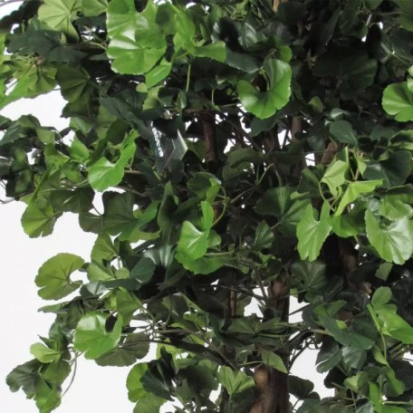 Ginkgo Biloba Seminaturale  Verde  Tronco Gigantea H 250 cm