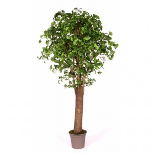 Ginkgo Biloba Seminaturale...