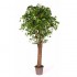 Ginkgo Biloba Seminaturale  Verde  Tronco Gigantea H 250 cm