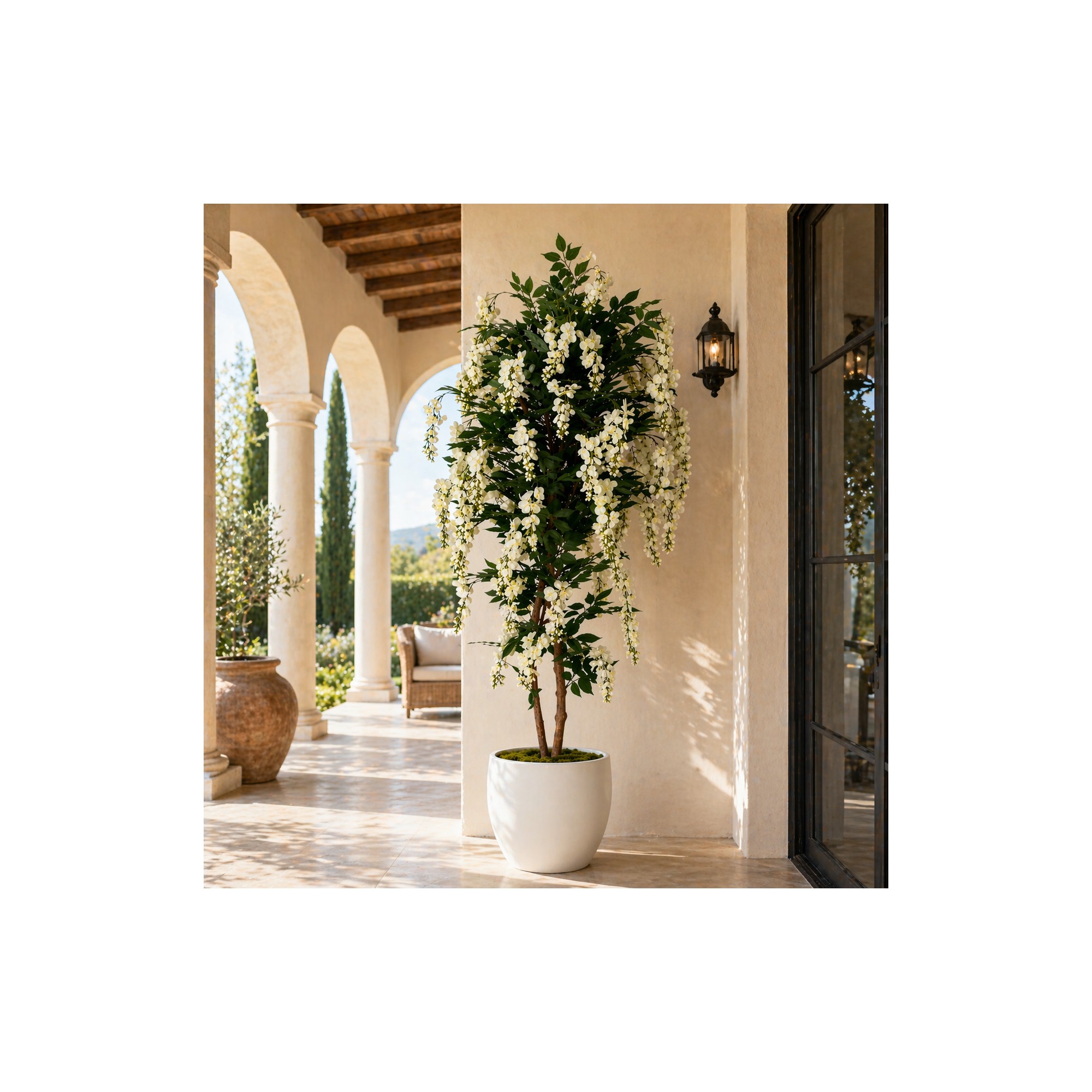  Glicine Seminaturale  Fiori Bianchi  Tronco Mansanisi H 125 cm