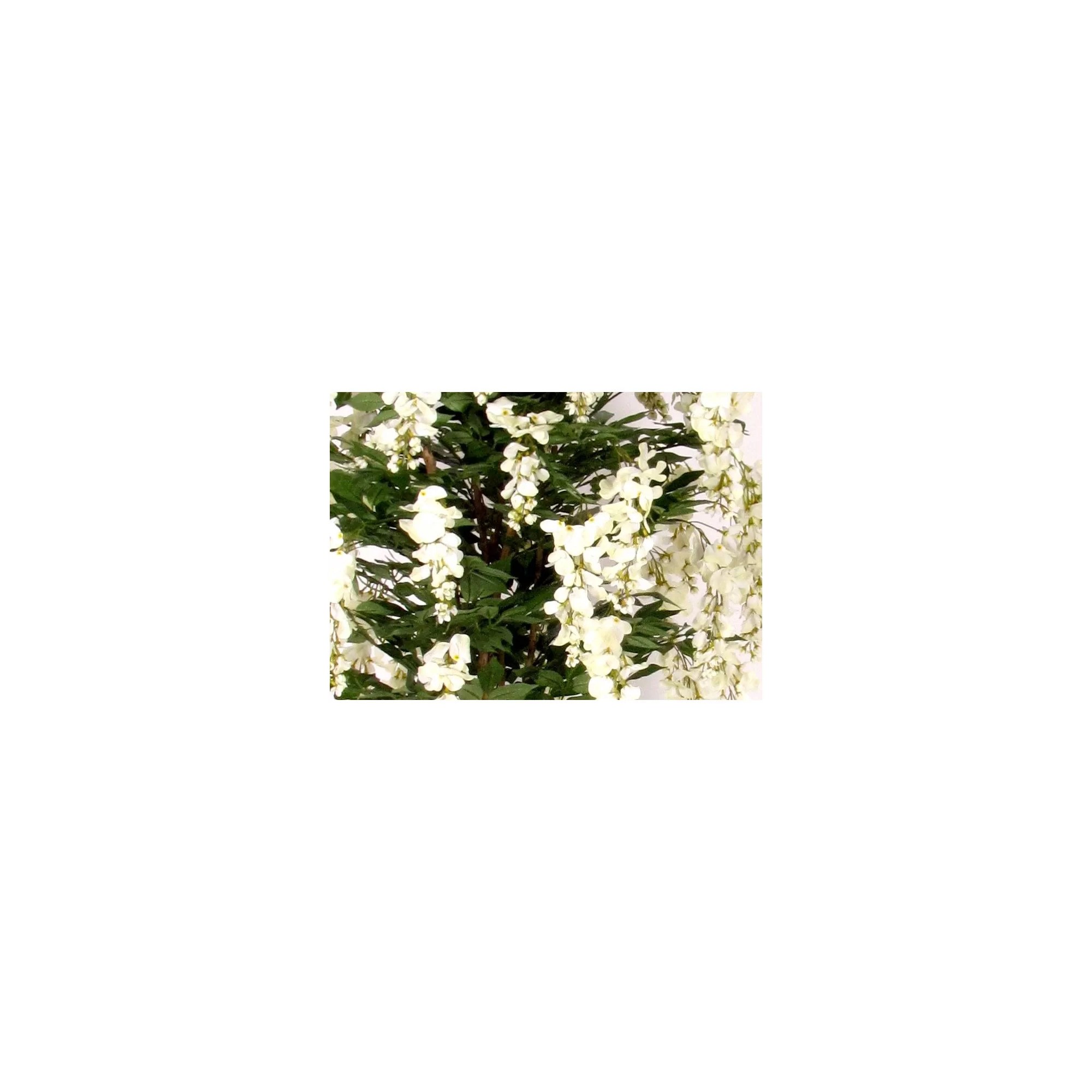  Glicine Seminaturale  Fiori Bianchi  Tronco Mansanisi H 125 cm
