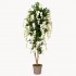 Glicine Seminaturale  Fiori Bianchi  Tronco Mansanisi H 150 cm