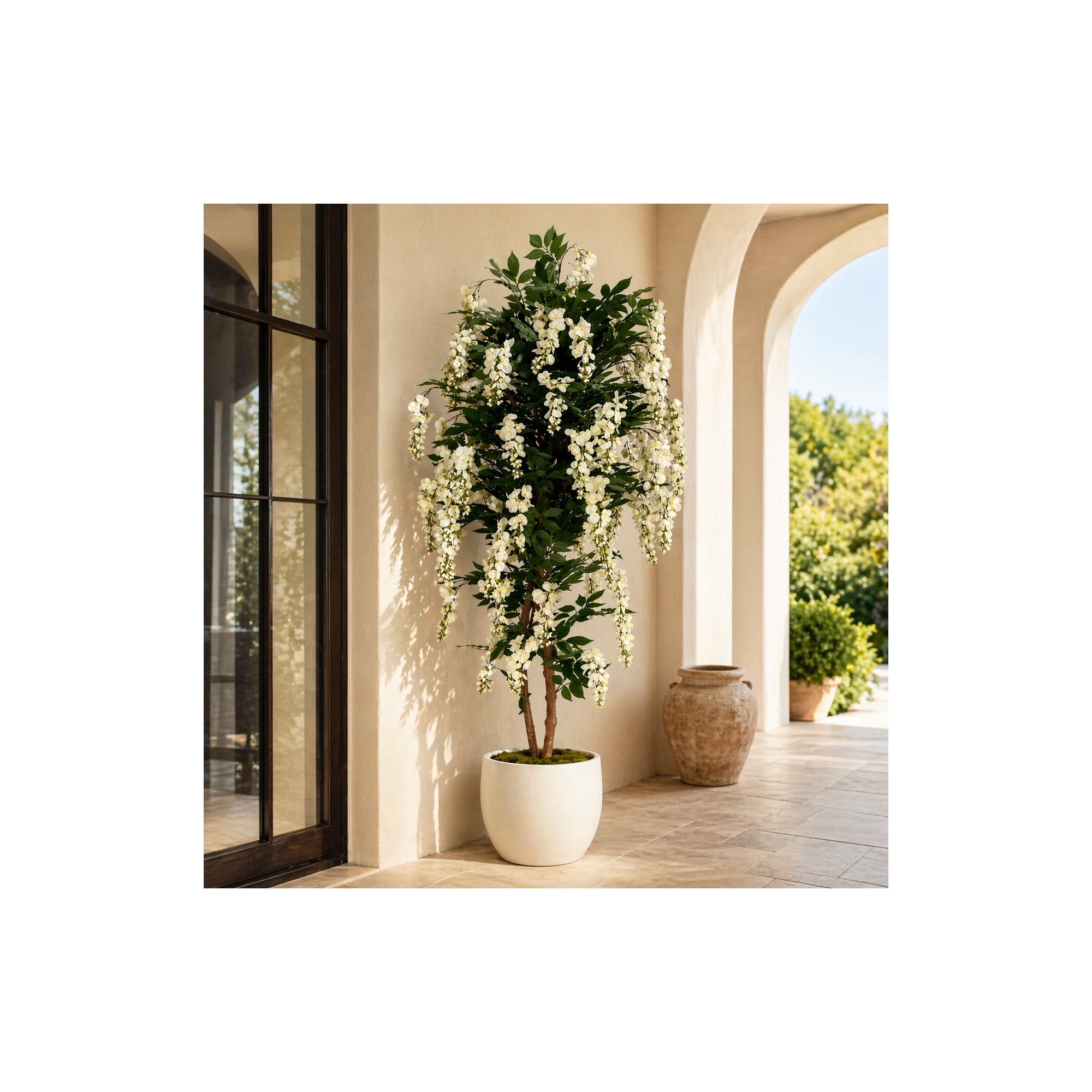  Glicine Seminaturale  Fiori Bianchi  Tronco Mansanisi H 200 cm