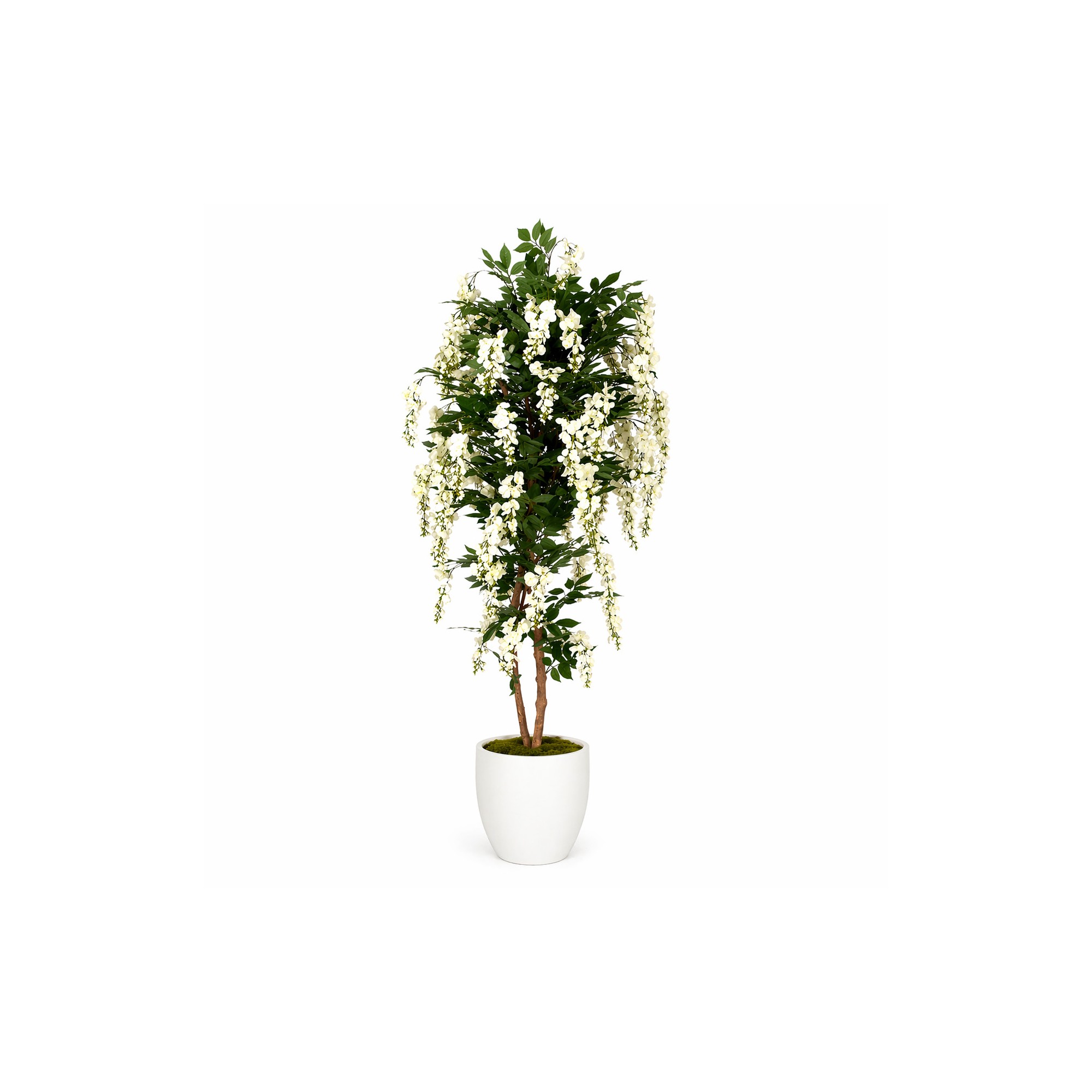  Glicine Seminaturale  Fiori Bianchi  Tronco Mansanisi H 200 cm