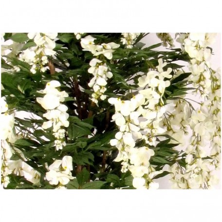 Glicine Seminaturale  Fiori Bianchi  Tronco Mansanisi H 225 cm