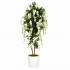 Glicine Seminaturale  Fiori Bianchi  Tronco Mansanisi H 225 cm