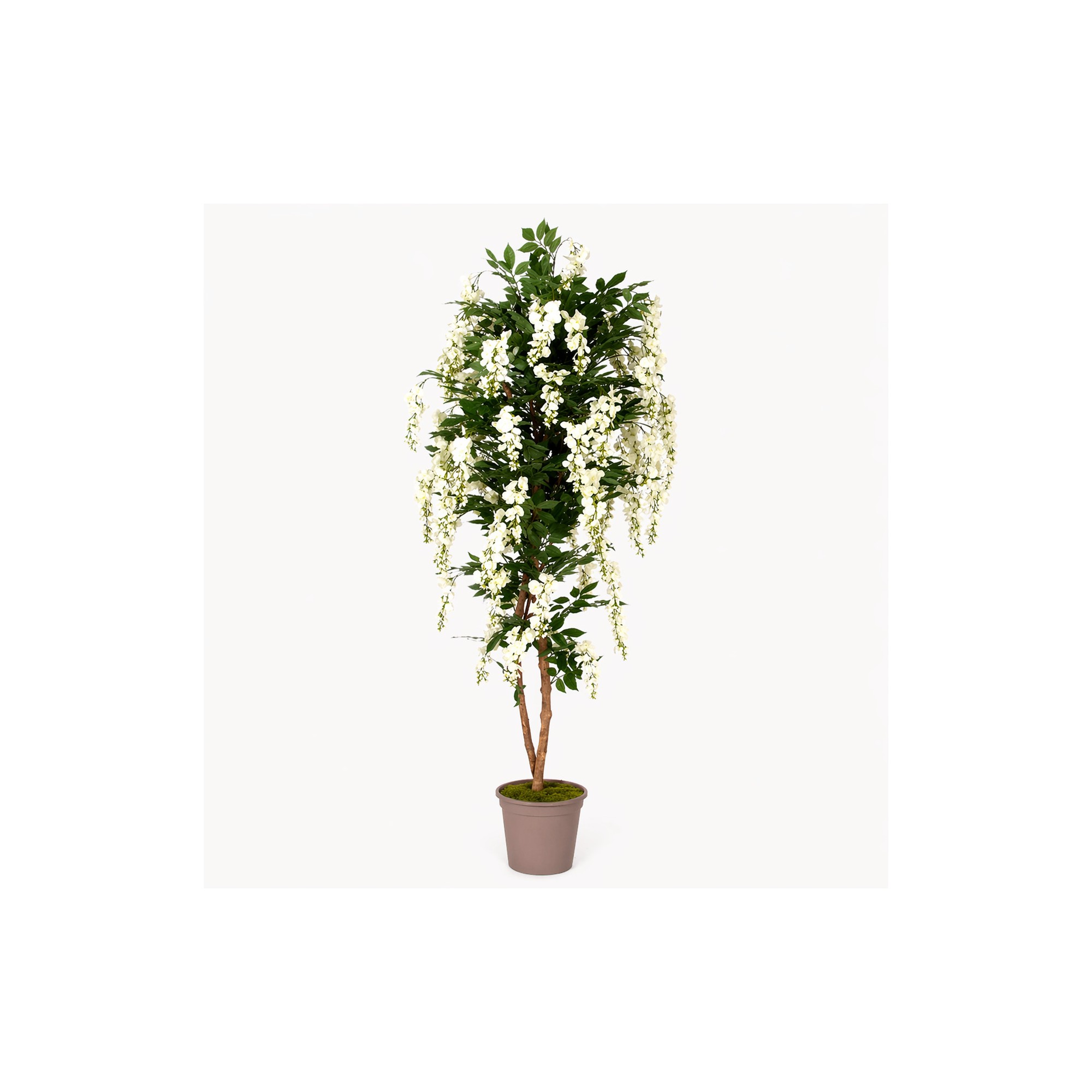  Glicine Seminaturale  Fiori Bianchi  Tronco Mansanisi H 250 cm