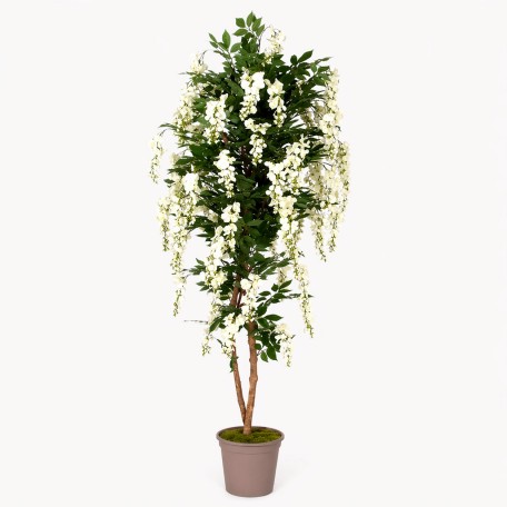 Glicine Seminaturale  Fiori Bianchi  Tronco Mansanisi H 250 cm