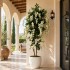 Glicine Seminaturale  Fiori Bianchi  Tronco Mansanisi H 250 cm