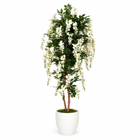 Glicine Seminaturale  Fiori Bianchi  Tronco Mansanisi H 250 cm