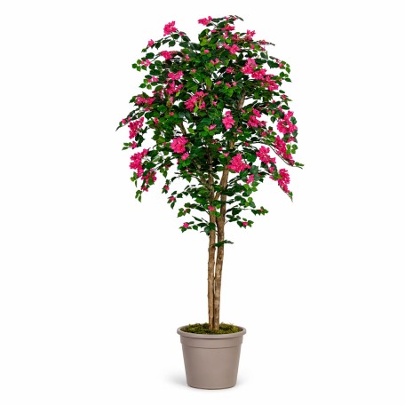 Bougainville Seminaturale  Fiori Rossi  Tronco Mansanisi H 100 CM