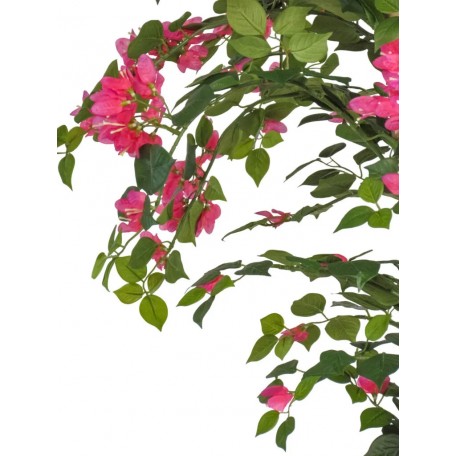 Bougainville Seminaturale  Fiori Rossi  Tronco Mansanisi H 100 CM