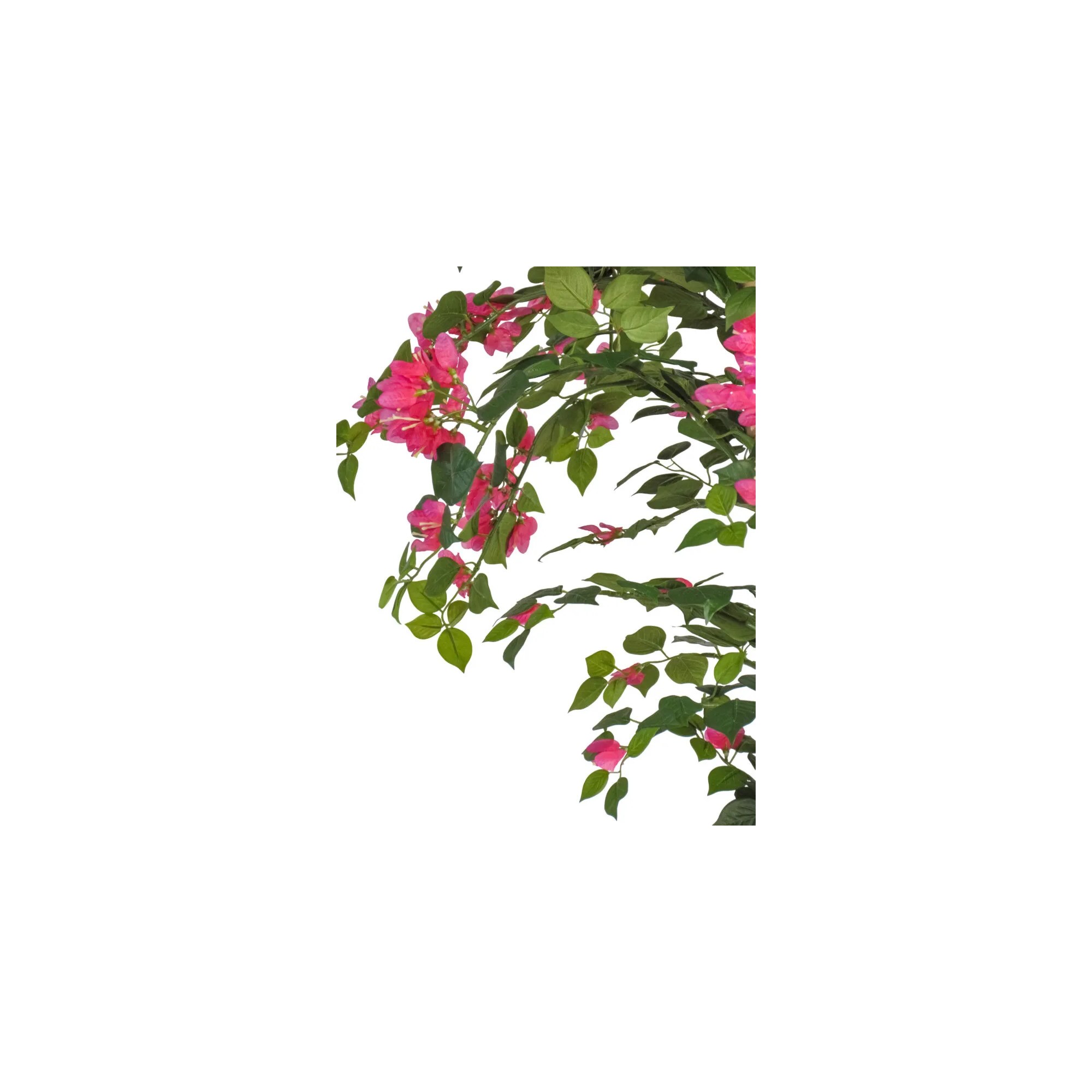  Bougainville Seminaturale  Fiori Rossi  Tronco Mansanisi H 150 CM