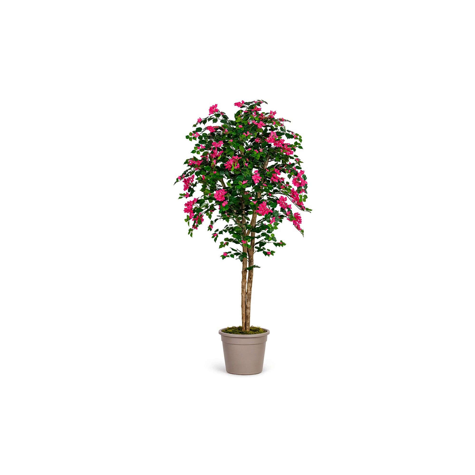  Bougainville Seminaturale  Fiori Rossi  Tronco Mansanisi H 200 CM