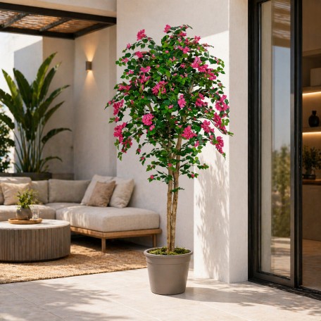 Bougainville Seminaturale  Fiori Rossi  Tronco Mansanisi H 200 CM