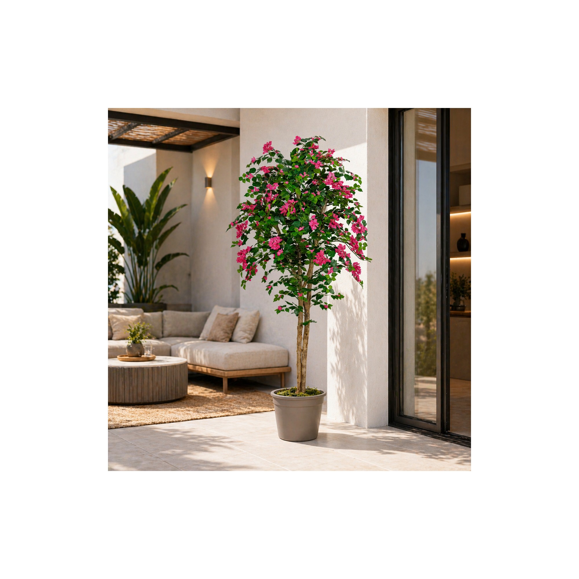  Bougainville Seminaturale  Fiori Rossi  Tronco Mansanisi H 225 CM