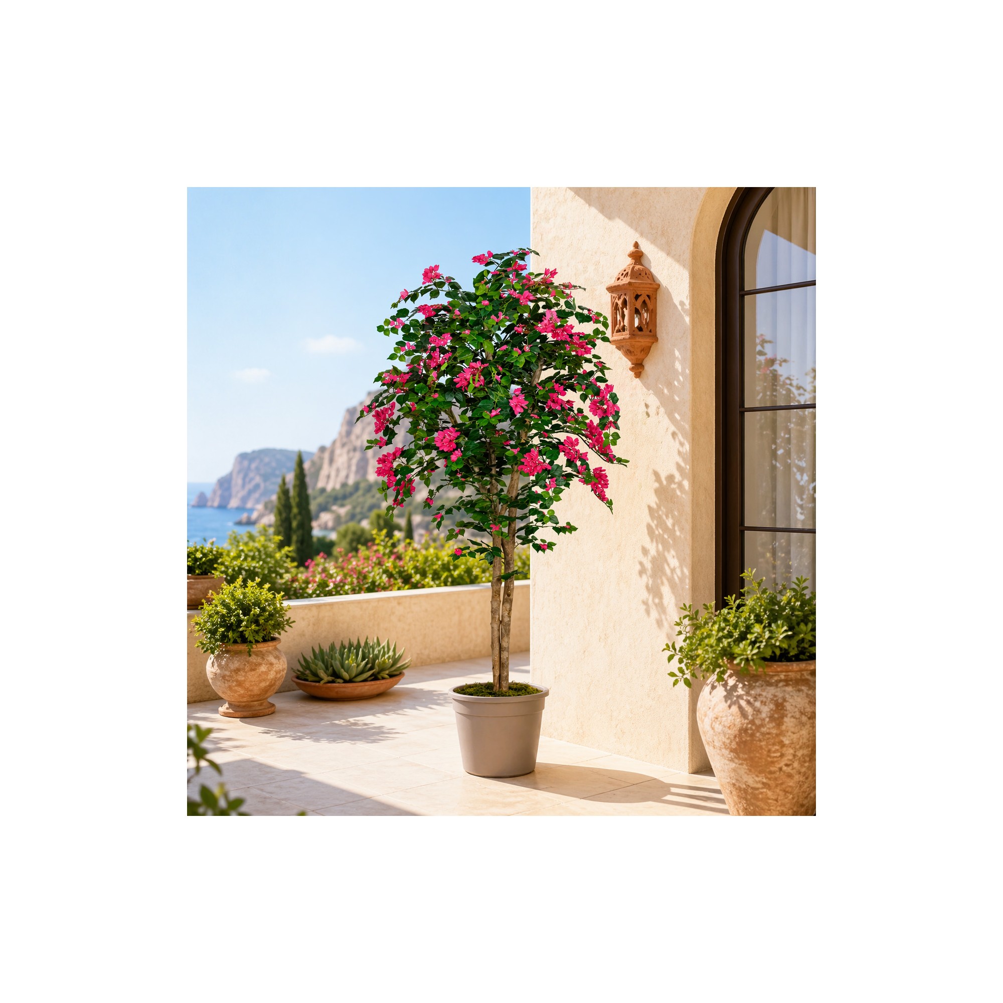  Bougainville Seminaturale  Fiori Rossi  Tronco Mansanisi H 250 CM