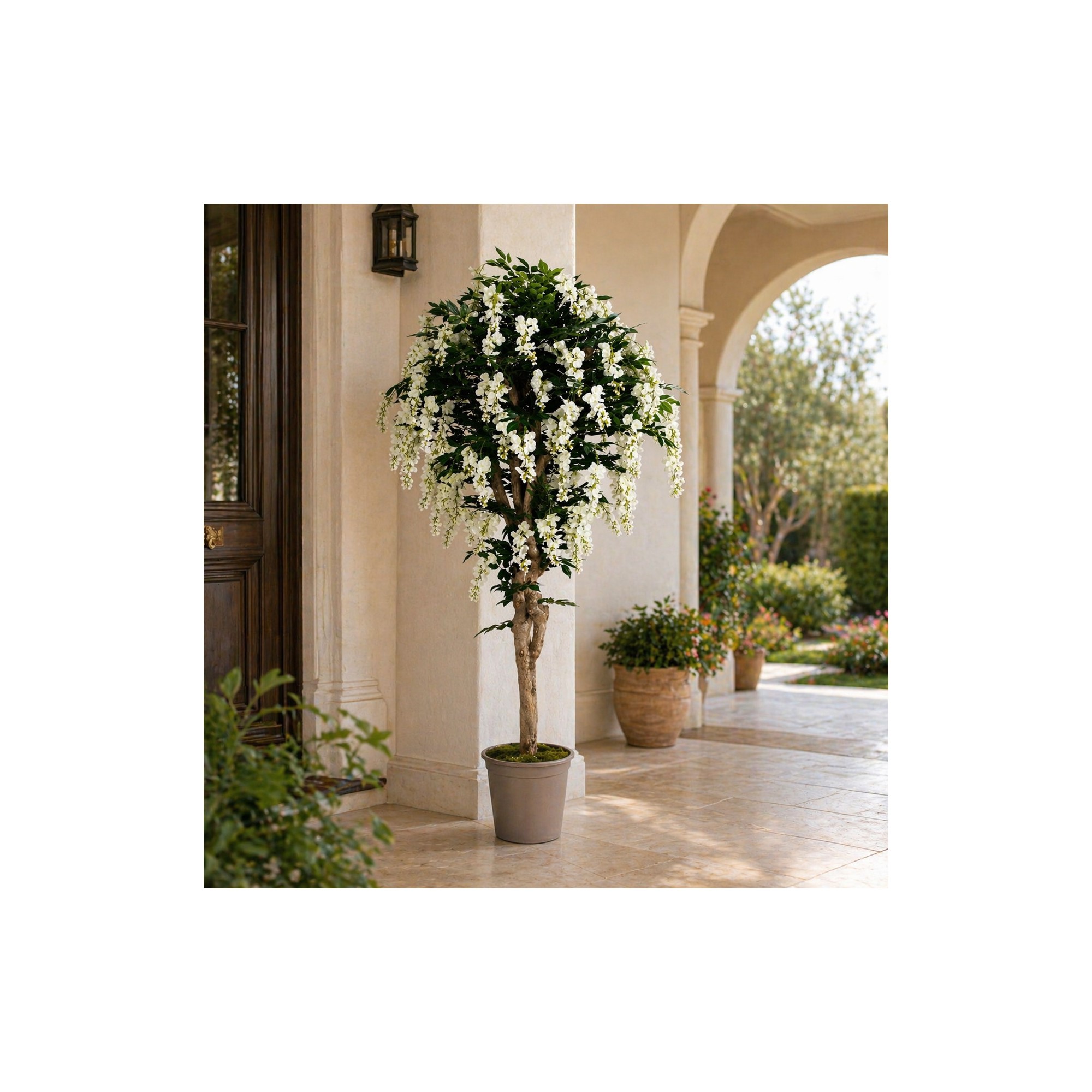  Glicine Seminaturale  Fiori Bianchi  Tronco Mediterraneo H 175 CM