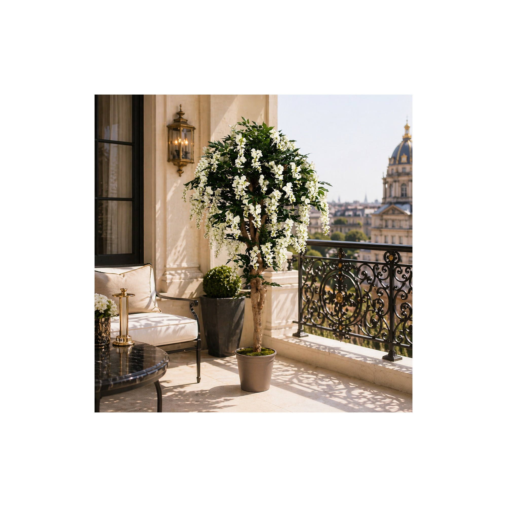  Glicine Seminaturale  Fiori Bianchi  Tronco Mediterraneo H 175 CM