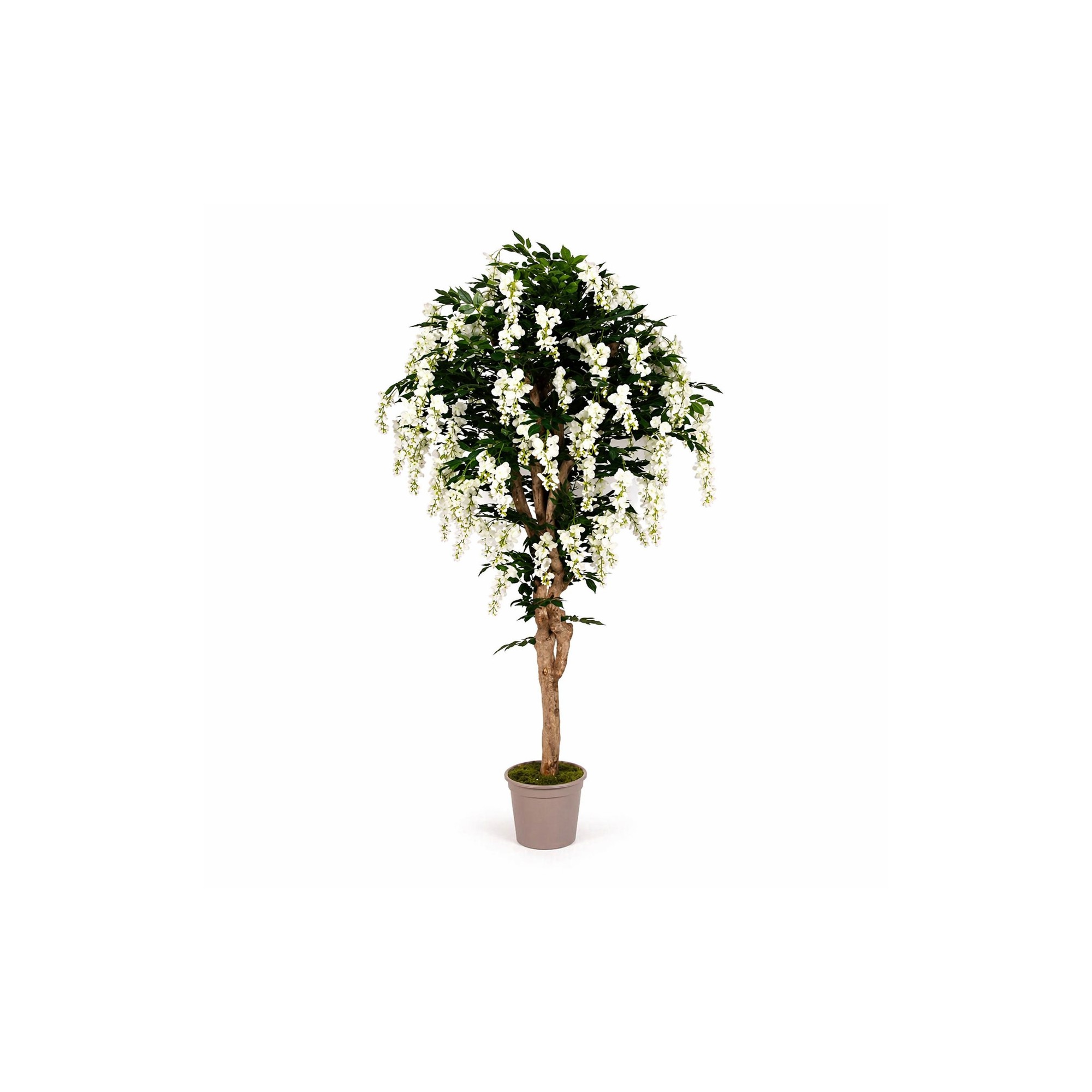  Glicine Seminaturale  Fiori Bianchi  Tronco Mediterraneo H 175 CM