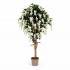 Glicine Seminaturale  Fiori Bianchi  Tronco Mediterraneo H 175 CM