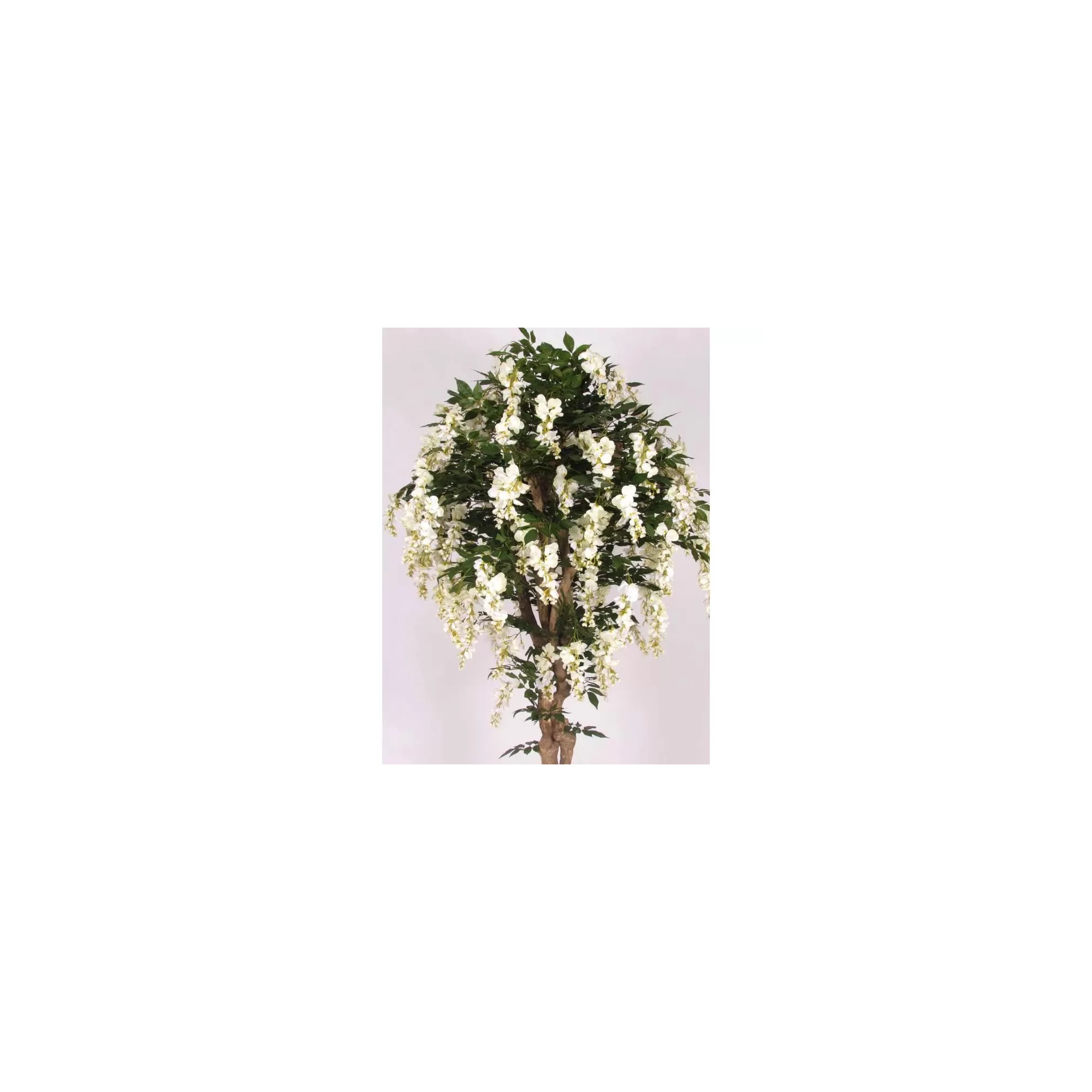  Glicine Seminaturale  Fiori Bianchi  Tronco Mediterraneo H 175 CM