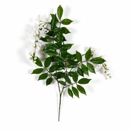 Glicine Seminaturale  Fiori Bianchi  Tronco Mediterraneo H 175 CM