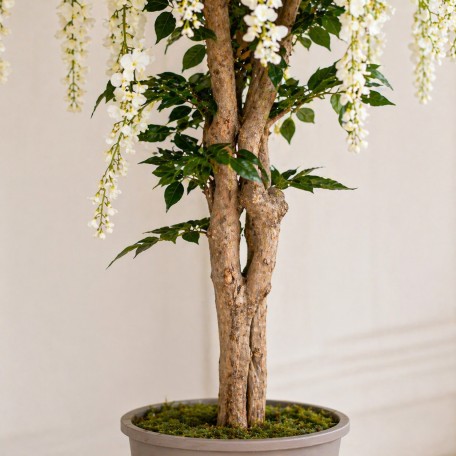 Glicine Seminaturale  Fiori Bianchi  Tronco Mediterraneo H 175 CM