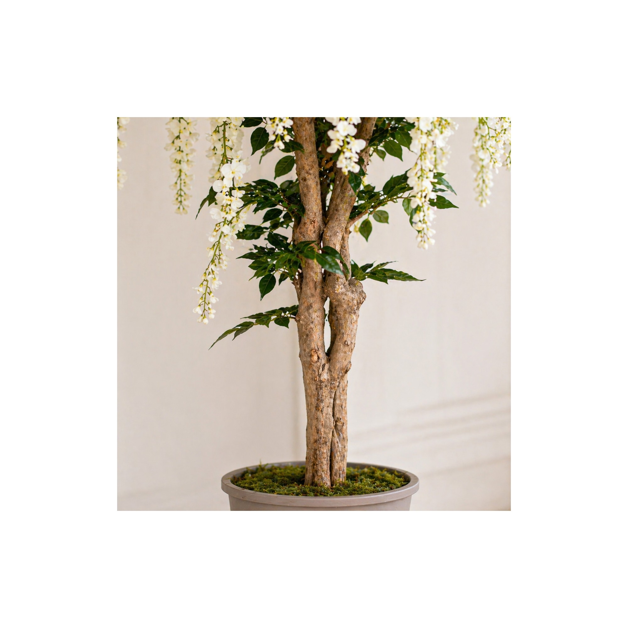  Glicine Seminaturale  Fiori Bianchi  Tronco Mediterraneo H 200 CM