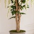Glicine Seminaturale  Fiori Bianchi  Tronco Mediterraneo H 200 CM